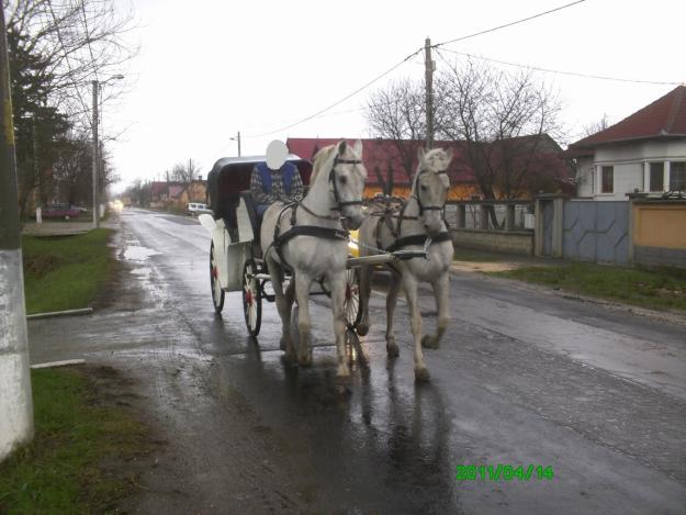 inchiriere trasura - Pret | Preturi inchiriere trasura