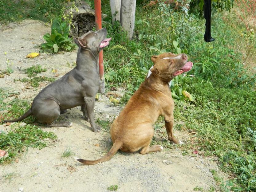 vand pui pitbull din parinti exceptionali - Pret | Preturi vand pui pitbull din parinti exceptionali