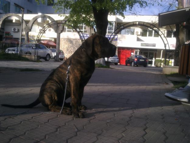 Vand pui Presa (Dogo) Canario - Pret | Preturi Vand pui Presa (Dogo) Canario