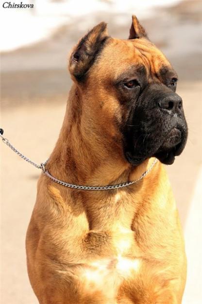 Pui Cane Corso De Exceptie - Pret | Preturi Pui Cane Corso De Exceptie