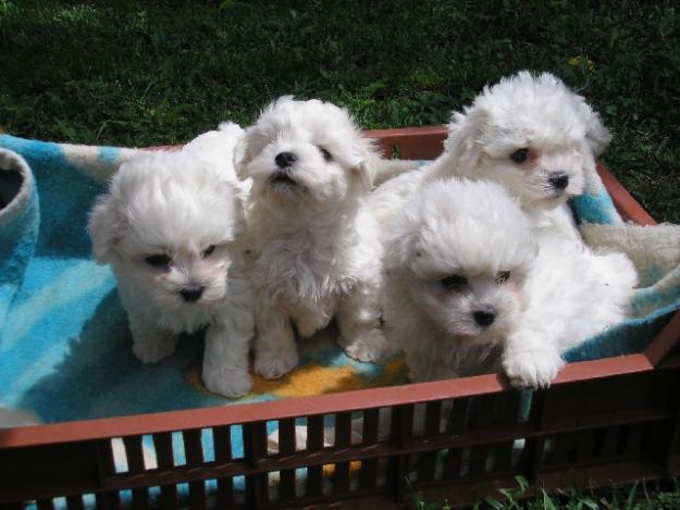 Vand Bichon Maltese-catei de rasa pura - Pret | Preturi Vand Bichon Maltese-catei de rasa pura