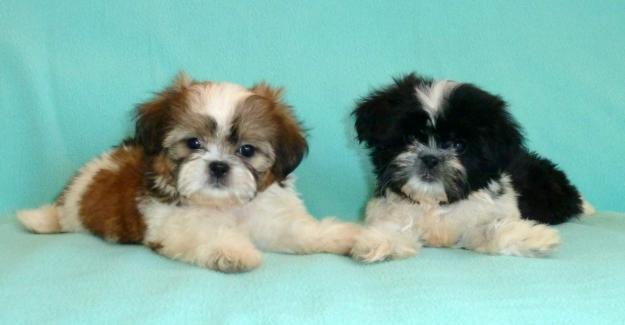 DE VANZARE SHIH-TZU, DE VANZARE PUI DE SHIH TZU,de vanzare catei shih-tzu - Pret | Preturi DE VANZARE SHIH-TZU, DE VANZARE PUI DE SHIH TZU,de vanzare catei shih-tzu