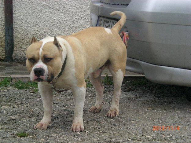 mascul american bully de vanzare - Pret | Preturi mascul american bully de vanzare