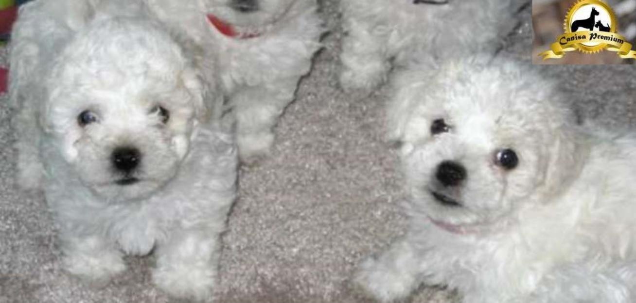 Pui Bichon Frise, 2 luni - Pret | Preturi Pui Bichon Frise, 2 luni