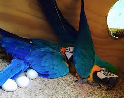 Papagalii de diferite specii și ouăle lor fertile de vânzare. - Pret | Preturi Papagalii de diferite specii și ouăle lor fertile de vânzare.