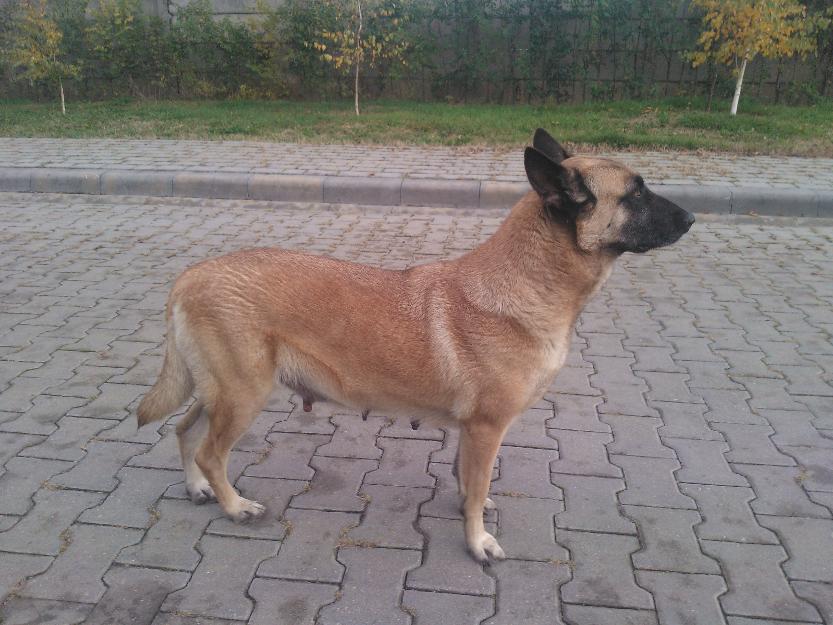 rezervari pui malinois - Pret | Preturi rezervari pui malinois