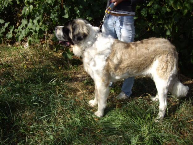 vand mascul saint bernard,rasa pura - Pret | Preturi vand mascul saint bernard,rasa pura