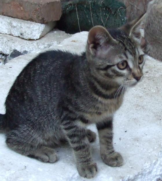 Ofer pisicuta foarte frumoasa spre adoptie - Pret | Preturi Ofer pisicuta foarte frumoasa spre adoptie