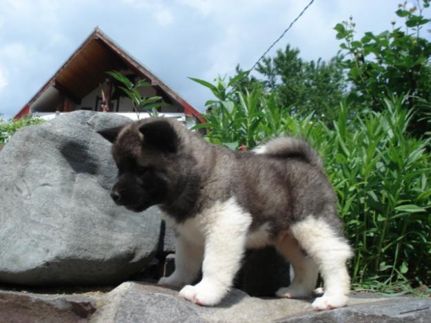 PUI AKITA INU DE VANZARE!! - Pret | Preturi PUI AKITA INU DE VANZARE!!