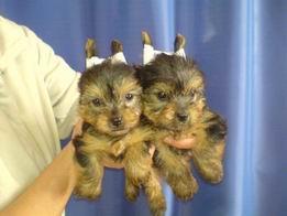 yorkshire terrier toy - Pret | Preturi yorkshire terrier toy