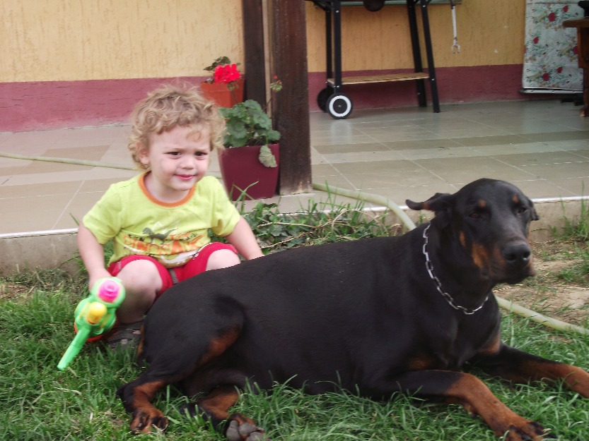 Pui doberman cu pedigree din parinti campioni cu caracter puternic s echilibrat - Pret | Preturi Pui doberman cu pedigree din parinti campioni cu caracter puternic s echilibrat