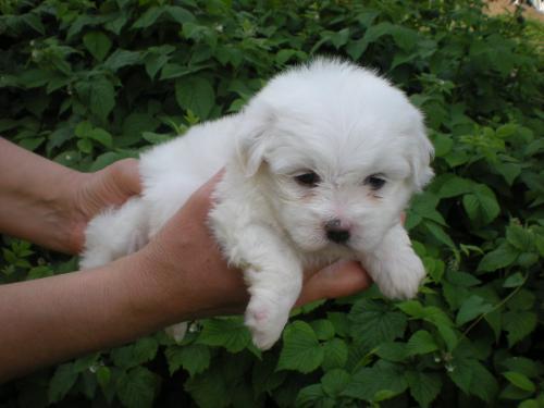 vand bichon maltez talie mica - Pret | Preturi vand bichon maltez talie mica