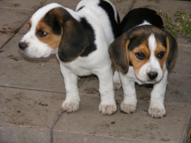 vand beagle - Pret | Preturi vand beagle