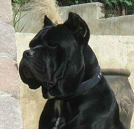 cane corso - Pret | Preturi cane corso