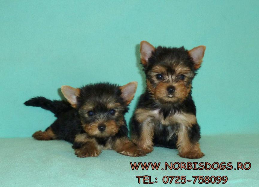 de vanzare pui de yorkshire terrier - Pret | Preturi de vanzare pui de yorkshire terrier