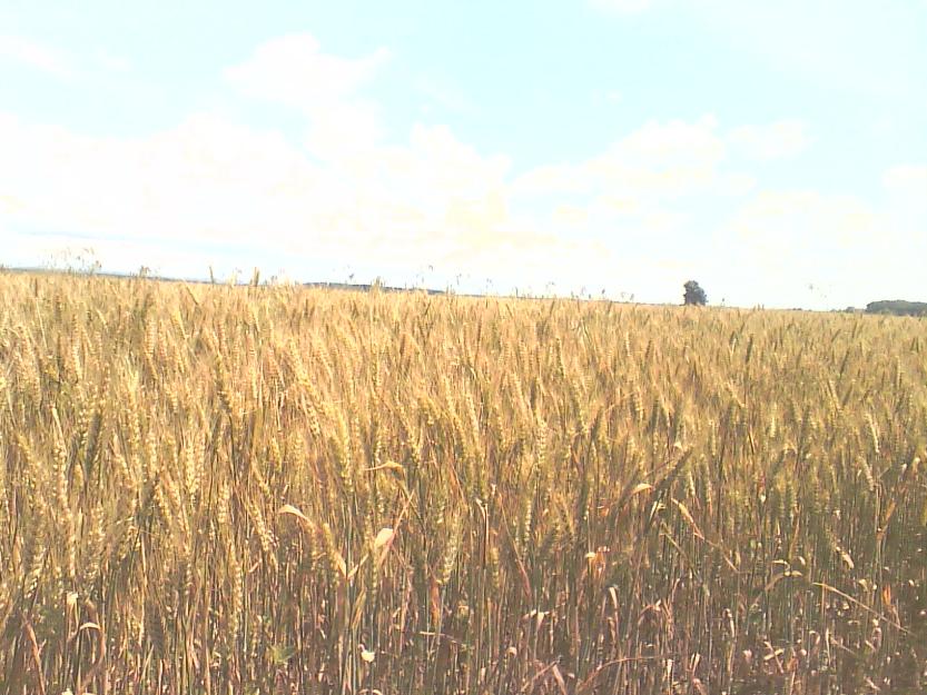 Teren agricol 35 ha jud. Giurgiu - Pret | Preturi Teren agricol 35 ha jud. Giurgiu