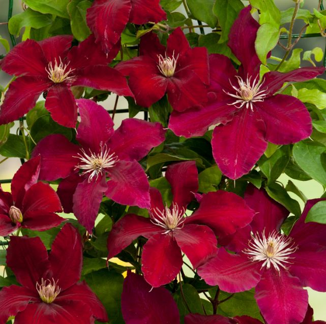 Clematite la ghiveci-10+5 gratis-1m inaltime - Pret | Preturi Clematite la ghiveci-10+5 gratis-1m inaltime