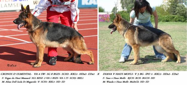 Pui ciobanesc german cu pedigree - Pret | Preturi Pui ciobanesc german cu pedigree