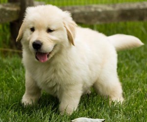 Puii de la Golden Retriever înregistrați pentru adopție - Pret | Preturi Puii de la Golden Retriever înregistrați pentru adopție