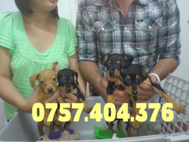 Vand 4 catei Pinscher Pitic pur - Pret | Preturi Vand 4 catei Pinscher Pitic pur