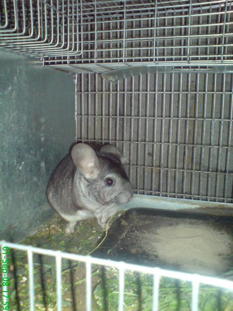 Pui de Chinchilla - Pret | Preturi Pui de Chinchilla