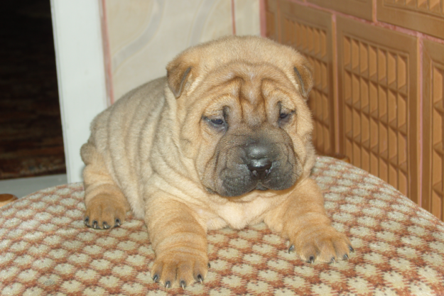 vand pui shar-pei - Pret | Preturi vand pui shar-pei