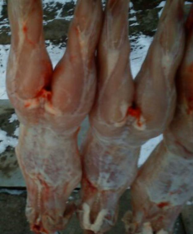 Carcasa de iepure de vanzare reghin - Pret | Preturi Carcasa de iepure de vanzare reghin