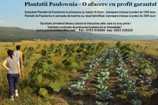 paulownia - Pret | Preturi paulownia