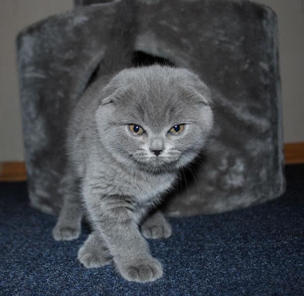 pisici scottish fold shorthair blue - Pret | Preturi pisici scottish fold shorthair blue