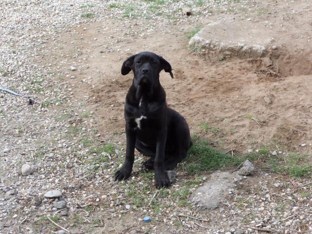 vand femela cane corso - Pret | Preturi vand femela cane corso