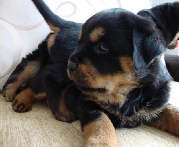 Rottweiler de vanzare - Pret | Preturi Rottweiler de vanzare