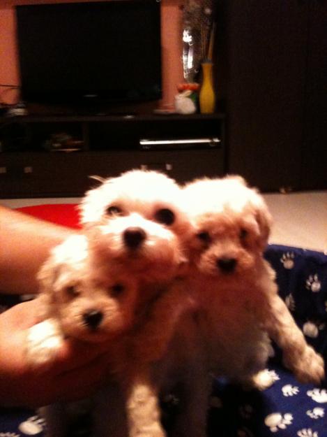 bichon frize albi - Pret | Preturi bichon frize albi