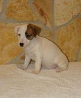 De vanzare catei din rasa   Jack Russsel Terrier - Pret | Preturi De vanzare catei din rasa   Jack Russsel Terrier