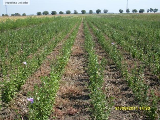 Plante de gradina - arbori si arbusti ornamentali - Pret | Preturi Plante de gradina - arbori si arbusti ornamentali