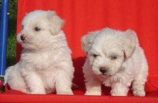 Vand fetita Bichon Maltese - Pret | Preturi Vand fetita Bichon Maltese