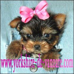 Catei de Vanzare Yorkshire Toy cu Pedigree, Shih Tzu, Westie, Bichoni - Pret | Preturi Catei de Vanzare Yorkshire Toy cu Pedigree, Shih Tzu, Westie, Bichoni