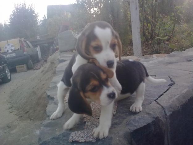Vand urgent pui beagle tricolori - Pret | Preturi Vand urgent pui beagle tricolori