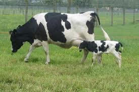 Lapte capra 5 lei, lapta vaca 4 lei , branza capra 20 lei, branza vaca 13 lei - Pret | Preturi Lapte capra 5 lei, lapta vaca 4 lei , branza capra 20 lei, branza vaca 13 lei