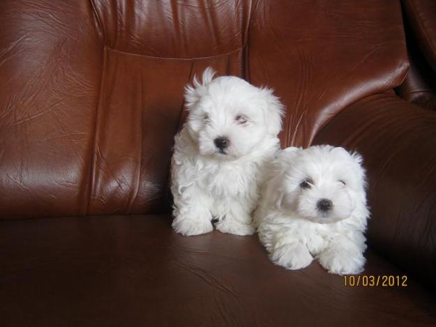 Puiuti BICHON MALTEZ, 700 RON ! - Pret | Preturi Puiuti BICHON MALTEZ, 700 RON !