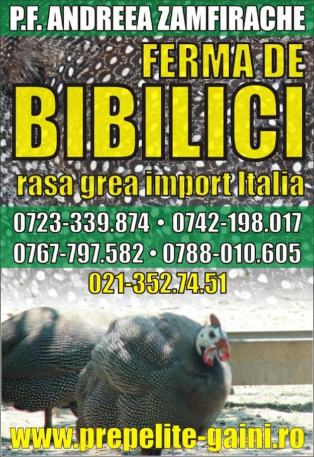 Vand bibilici, rasa grea ,import Italia - Pret | Preturi Vand bibilici, rasa grea ,import Italia