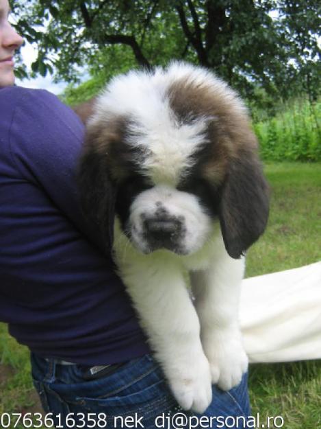 PUI SAINT BERNARD CU PEDIGREE! - Pret | Preturi PUI SAINT BERNARD CU PEDIGREE!