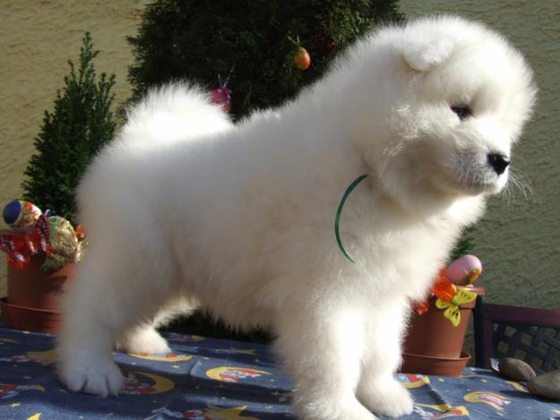 SAMOYEDE EXTRA EXCELLENT BLOODLINE On Show and Breeding!!!! - Pret | Preturi SAMOYEDE EXTRA EXCELLENT BLOODLINE On Show and Breeding!!!!