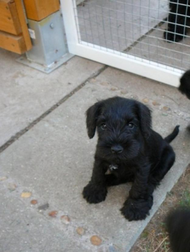 Schnauzer de Vanzare masculi si femele - Pret | Preturi Schnauzer de Vanzare masculi si femele