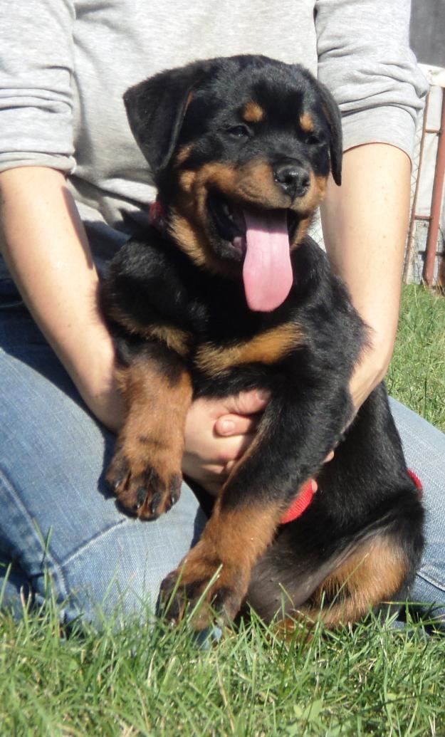 Vand catei rottweiler - Pret | Preturi Vand catei rottweiler