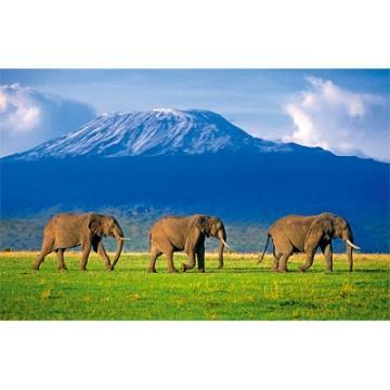 Puzzle Clementoni Elefanti (1500 piese) - Pret | Preturi Puzzle Clementoni Elefanti (1500 piese)