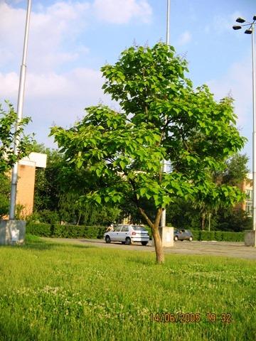 Catalpa ( arbore ornamental prin flori si frunze) - Pret | Preturi Catalpa ( arbore ornamental prin flori si frunze)