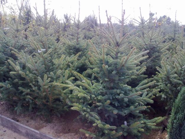 De vanzare thuja smaragd (tuia smarald) - Pret | Preturi De vanzare thuja smaragd (tuia smarald)