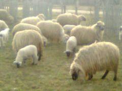 Vand 200 oi toate turcane de hateg - Pret | Preturi Vand 200 oi toate turcane de hateg
