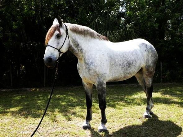 Vand Armasar Percheron pur - Pret | Preturi Vand Armasar Percheron pur