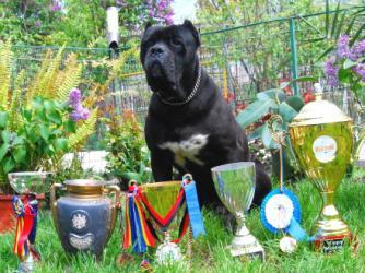 Pui cane corso - Pret | Preturi Pui cane corso